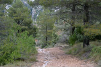 El camino desciende por un pinar<br/>
