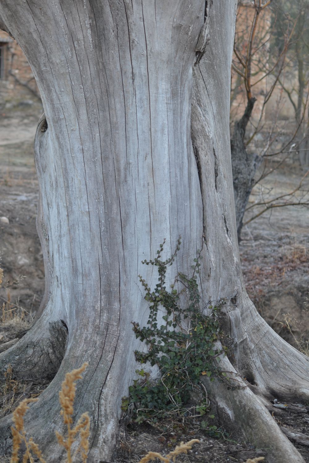 Olmo d'en Vidre (árbol singular)