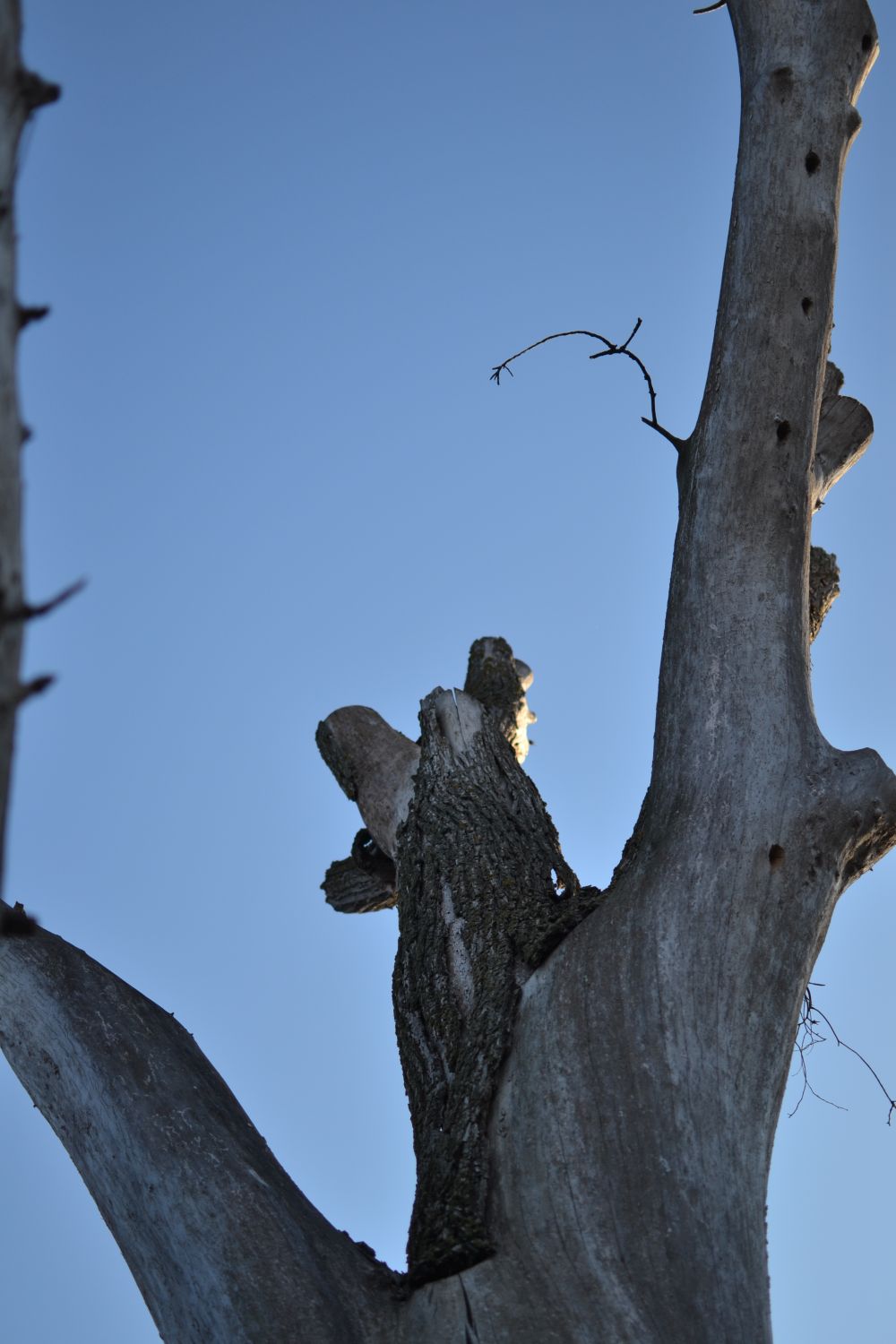 Olmo d'en Vidre (árbol singular)