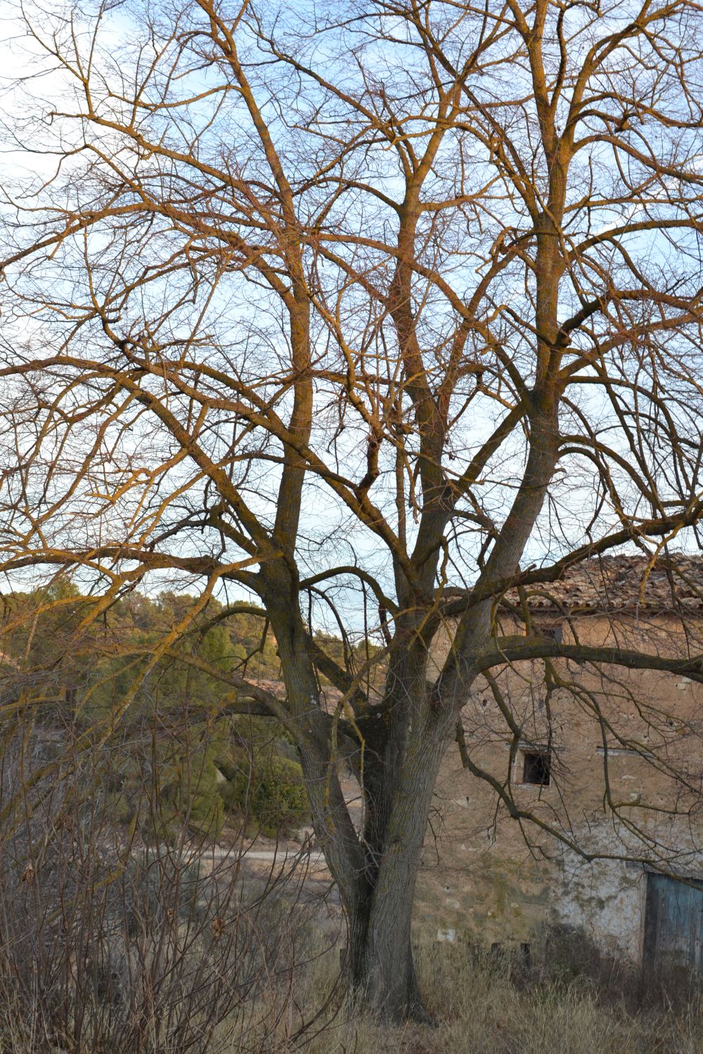Tilo del Mas d'Arnau (árbol singular)