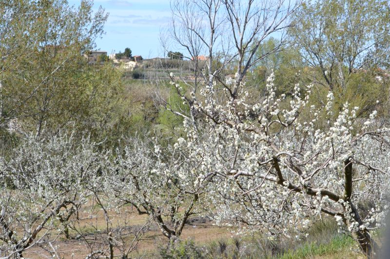 Almendros