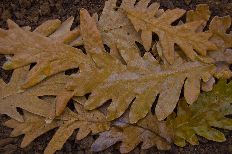 Rebollo