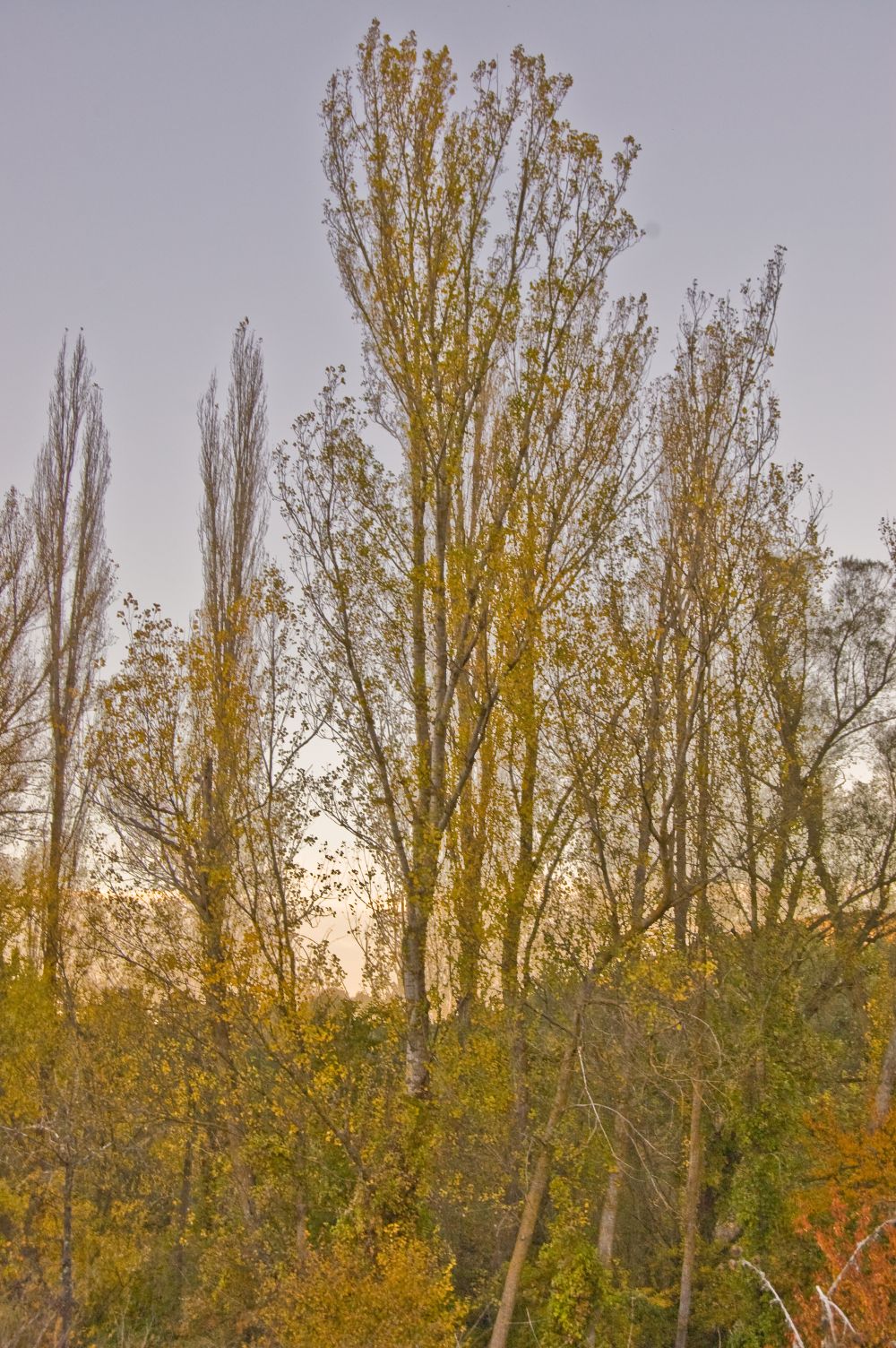 Bosque de Ribera