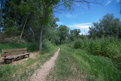 Walk along the riverside vegetation of the River Segre 