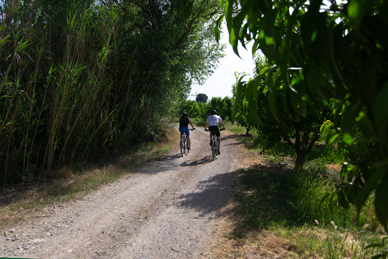 Cyclists riding among reeds and fruit trees