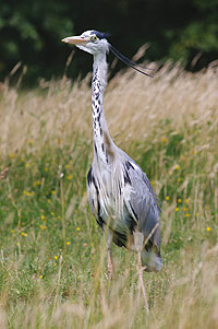 Garza real (Ardea cinerea)