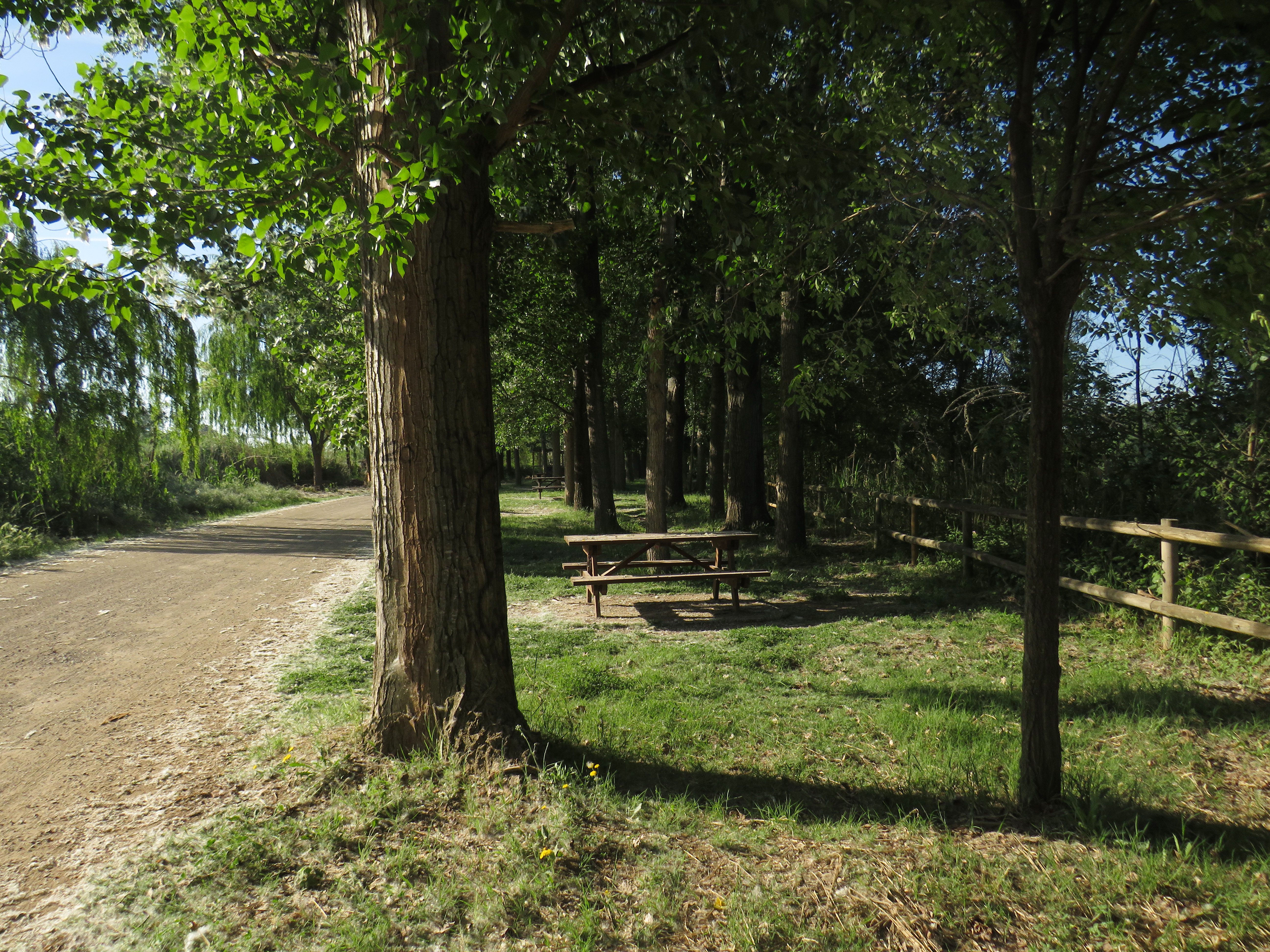 Tòfol Poplar Grove
