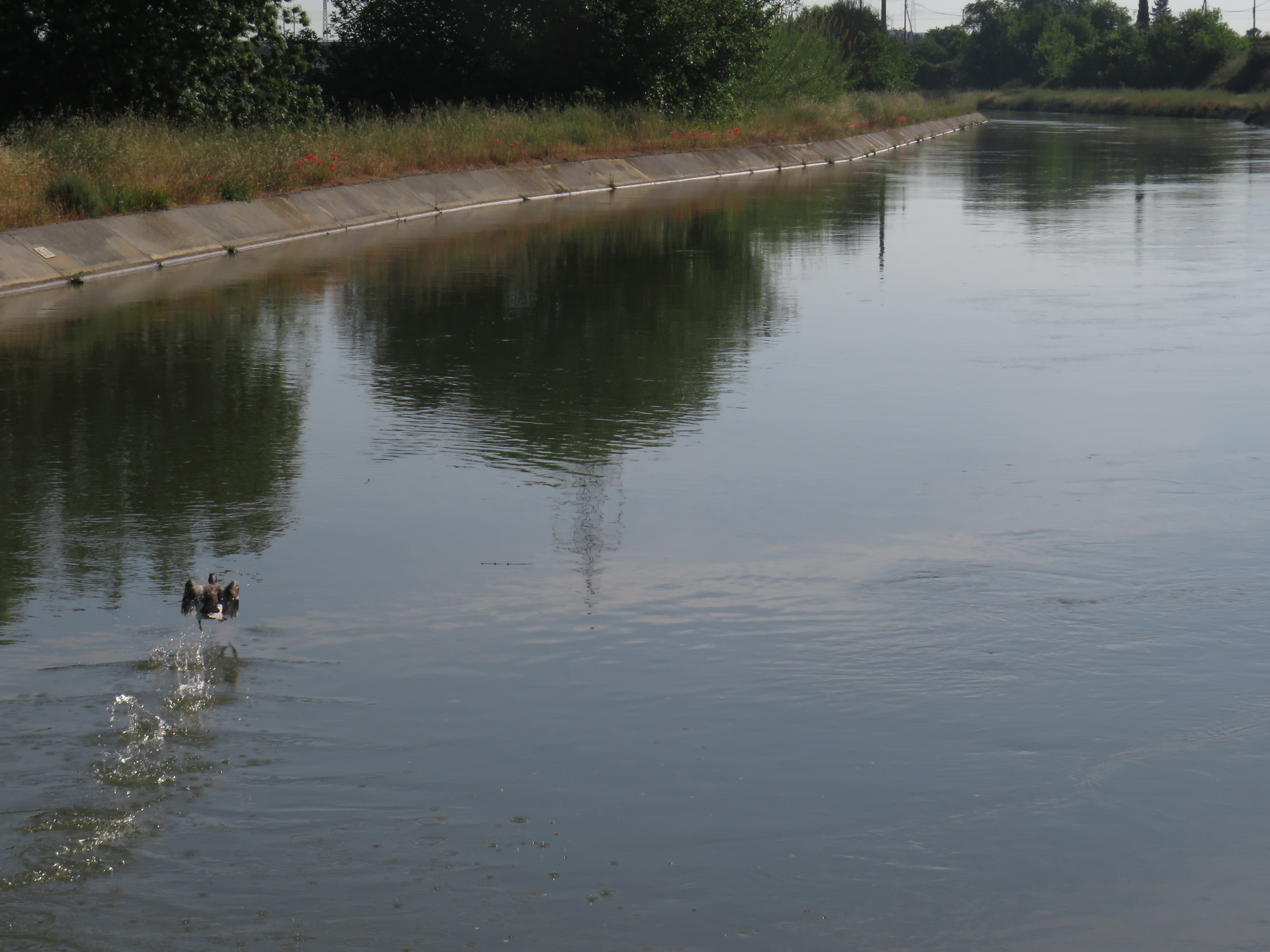 Canal de Seròs (irrigation canal)