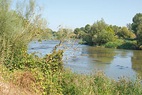 Vegetación de ribera