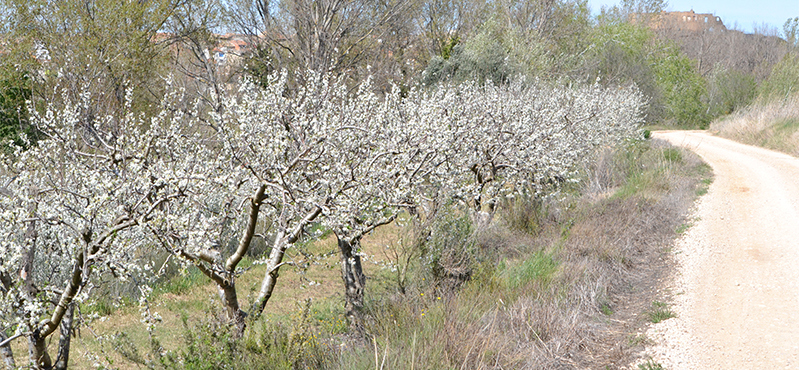 Camino Natural del Matarraña - Algars. Etapa 6: Mazaleón - Maella