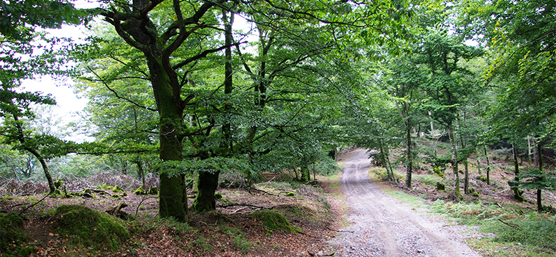 Camino Natural Senda del Pastoreo: Etapa 1