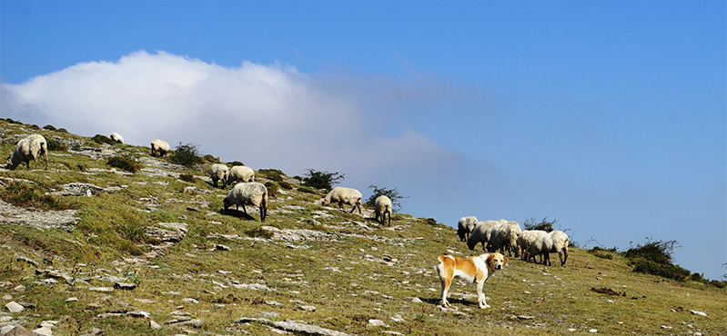 Camino Natural Senda del Pastoreo