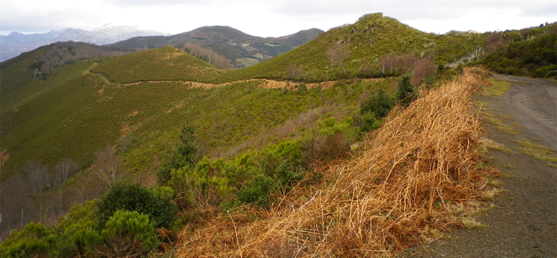 Camino Natural de la cordillera Cantábrica. Asturias Interior. Etapa 13: Campomanes - Llanuces