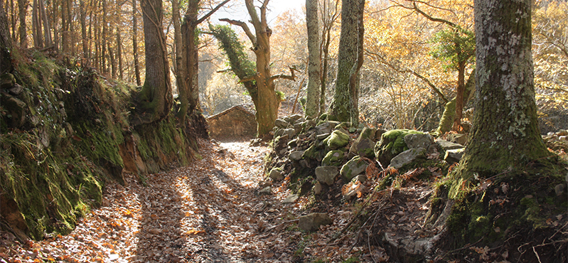 Camino Natural de la cordillera Cantábrica. Asturias Interior. Etapa 3: Carreña - Benia de Onís