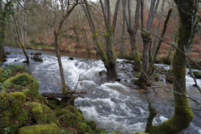 Ecosistema de ribera