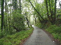 Sendero junto al bosque de ribera