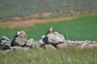 Abubilla (Upupa epops), entre las tierras de cultivo