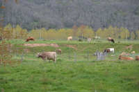 Ganado pastando en los márgenes del río Pisuerga