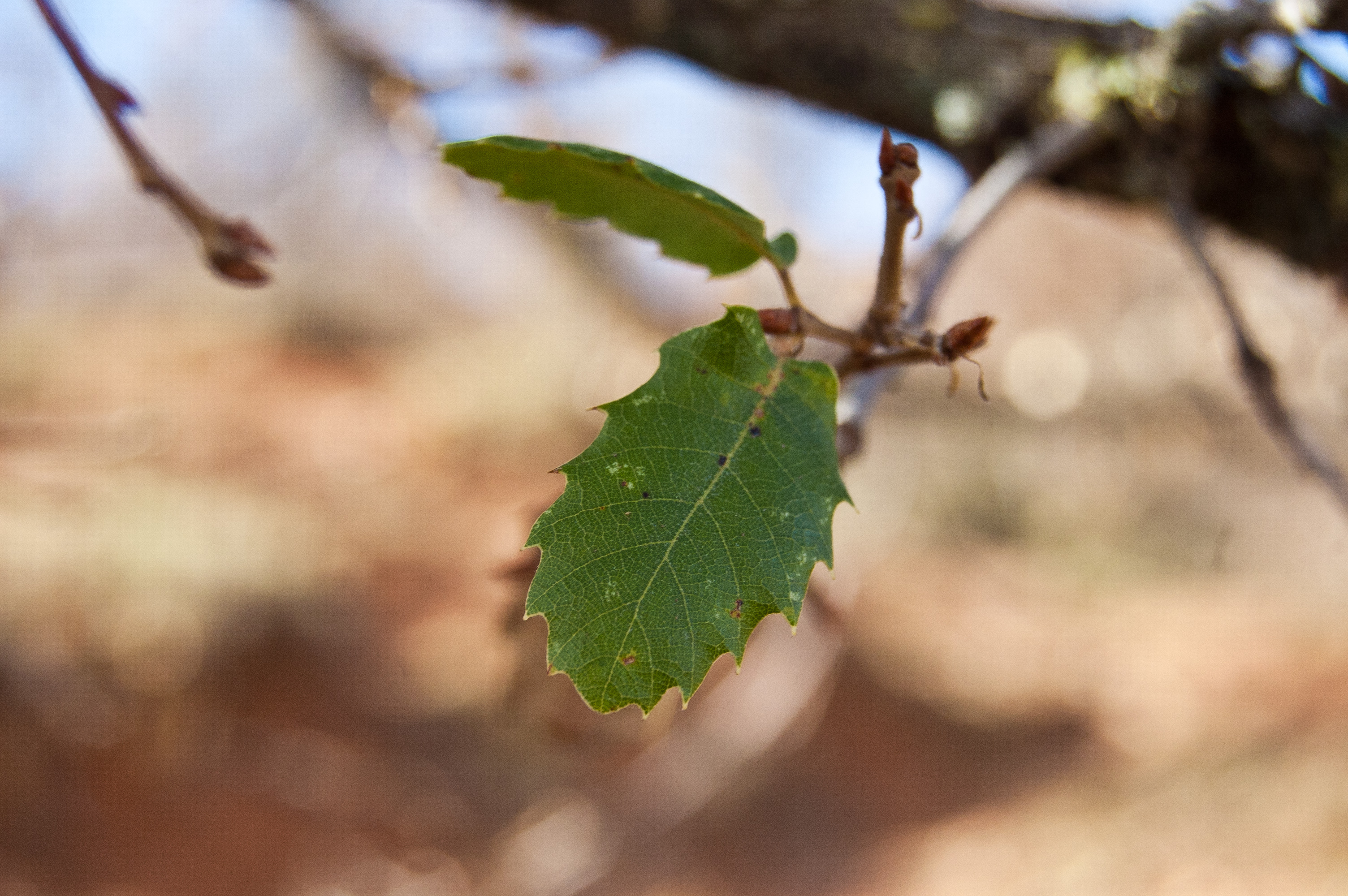 Quejigo (Quercus faginea)