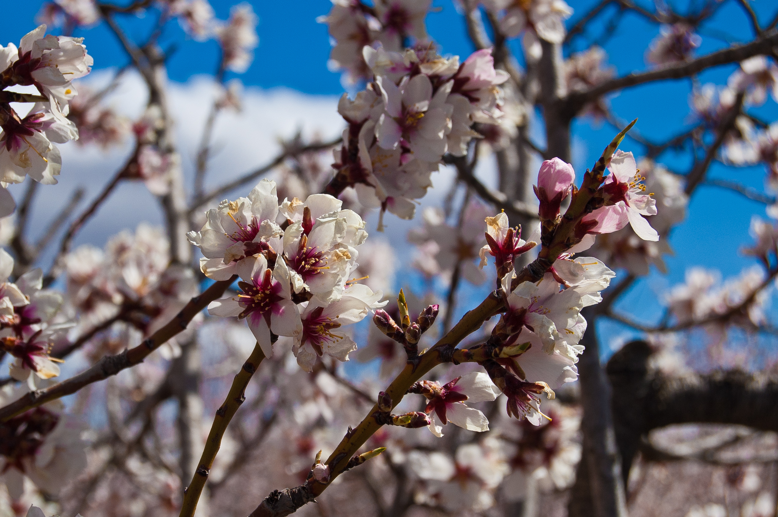 Flores de Almendro (Prunus dulcis)
