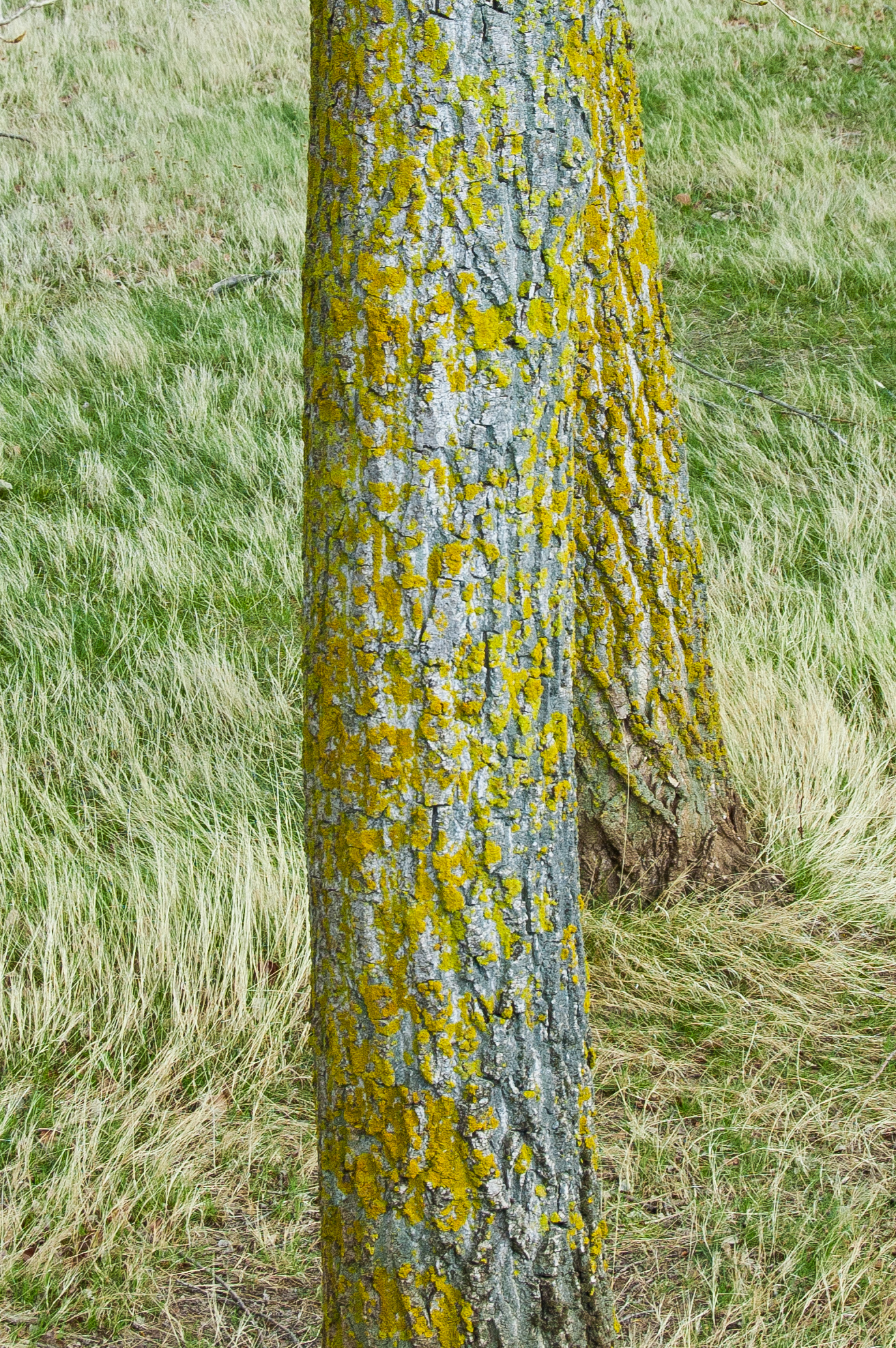 Chopo (Populus nigra)
