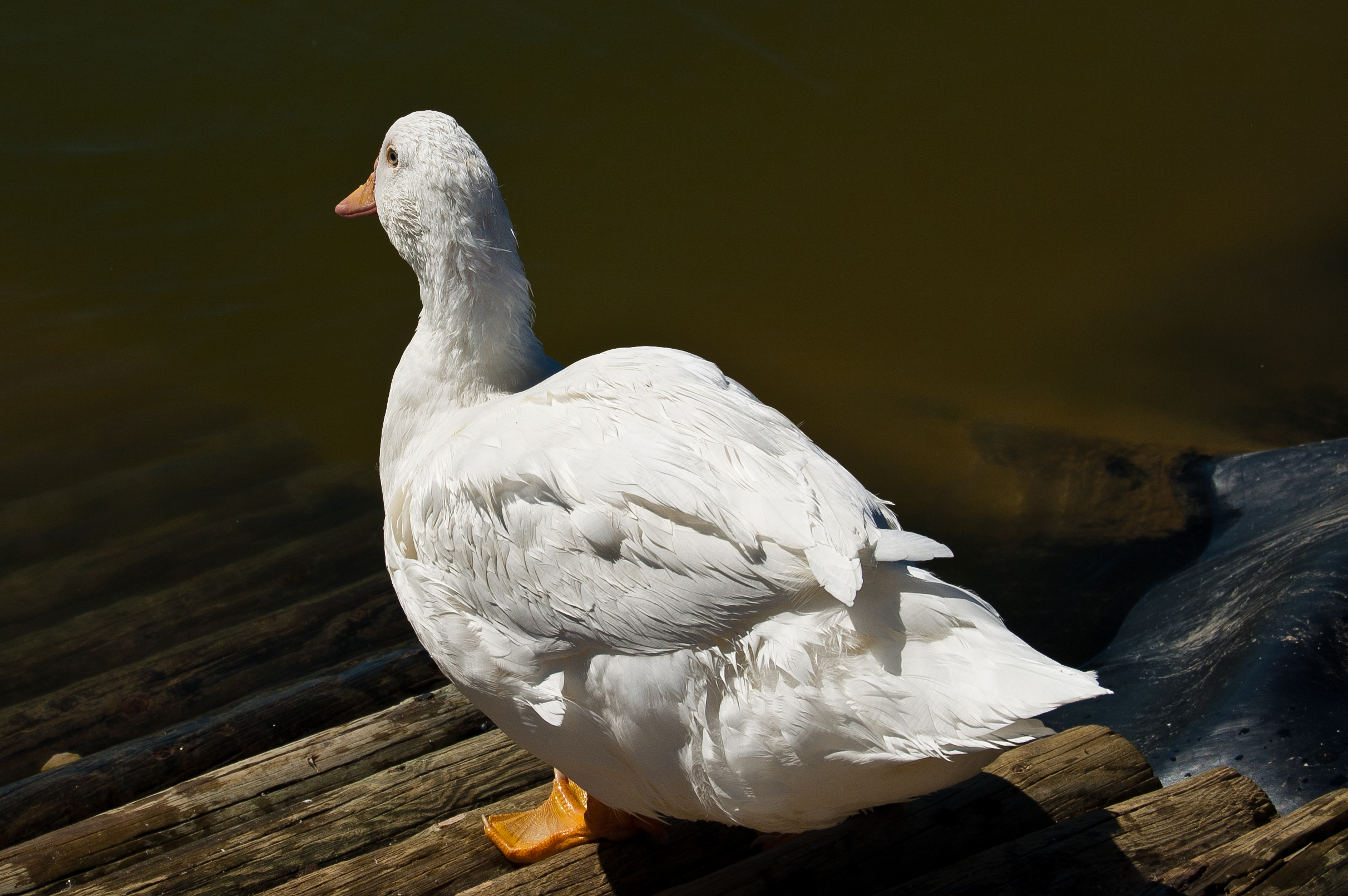 Pato del Jadín Europeo