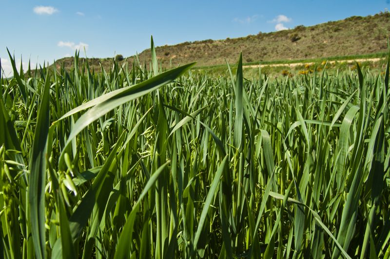 Cultivos de cereal