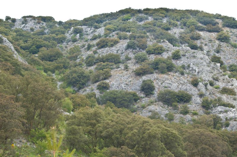 Encina (Quercus ilex)