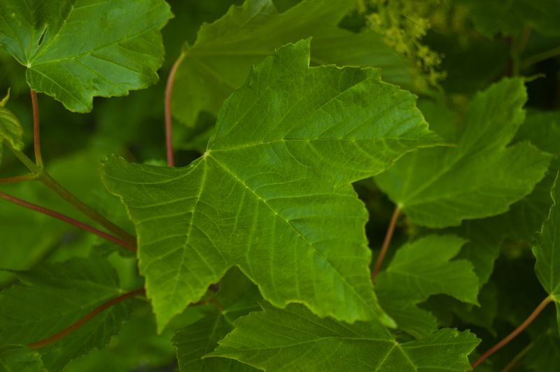 Arce blanco (Acer pseudoplatanus)