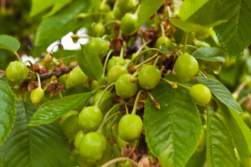 Castellanos de Bureba