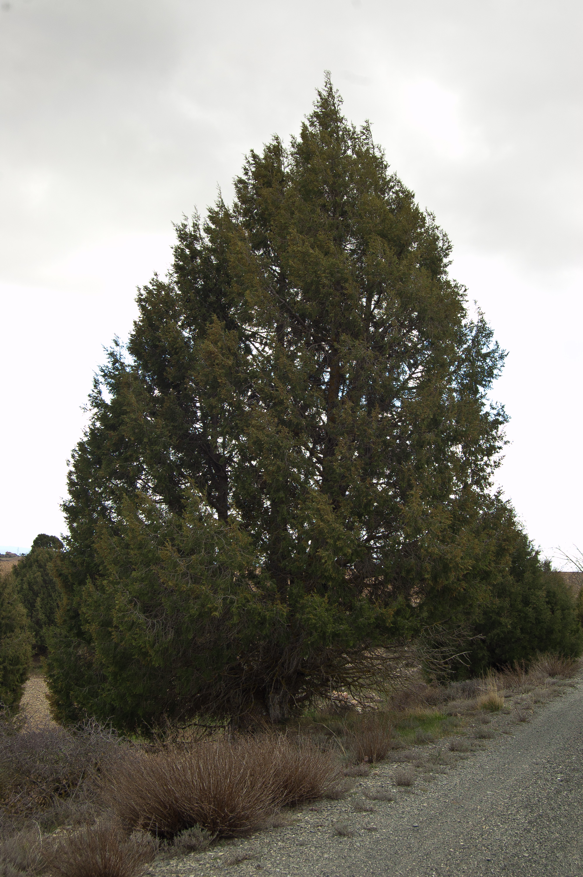 Sabina (Juniperus thurifera)