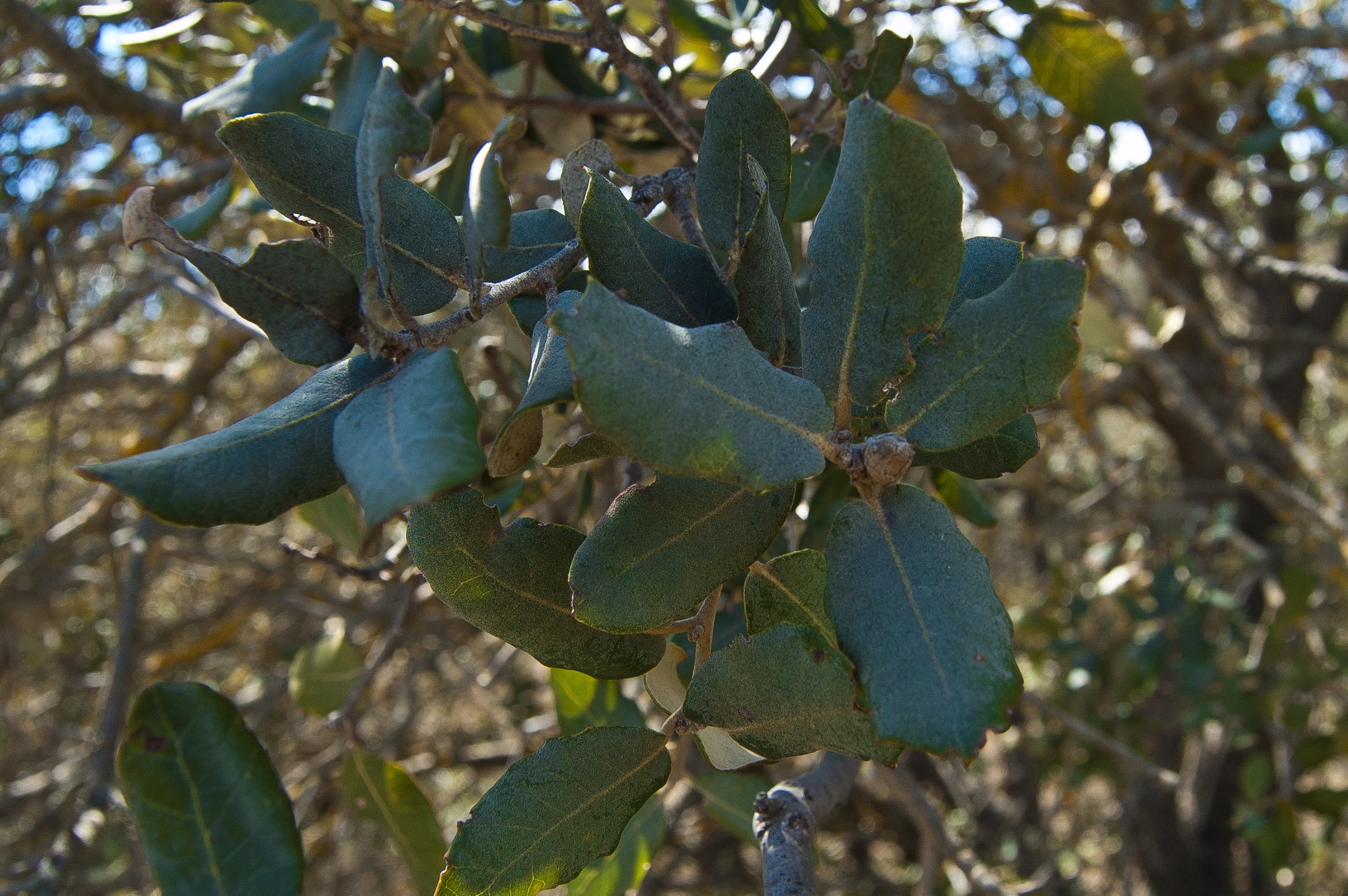 Encina (Quercus ilex)