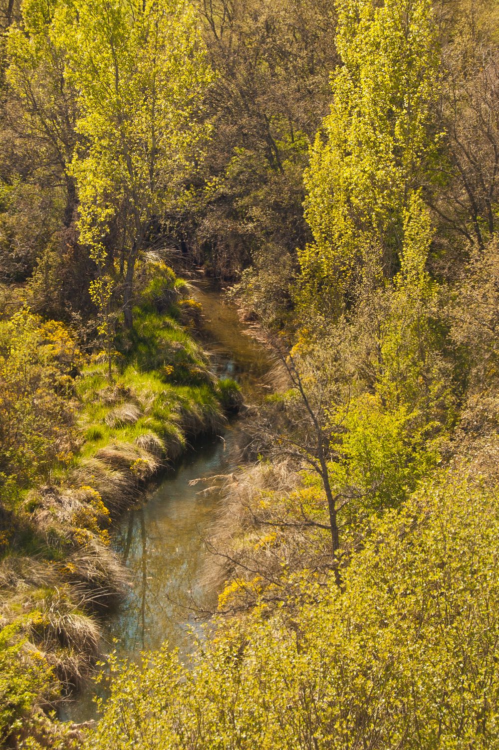 Río La Molina