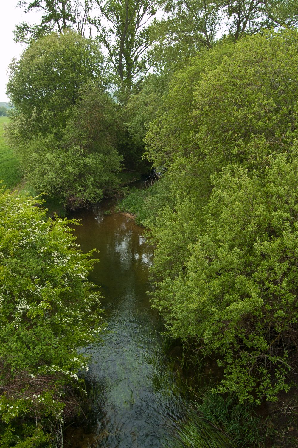 Río Ubierna