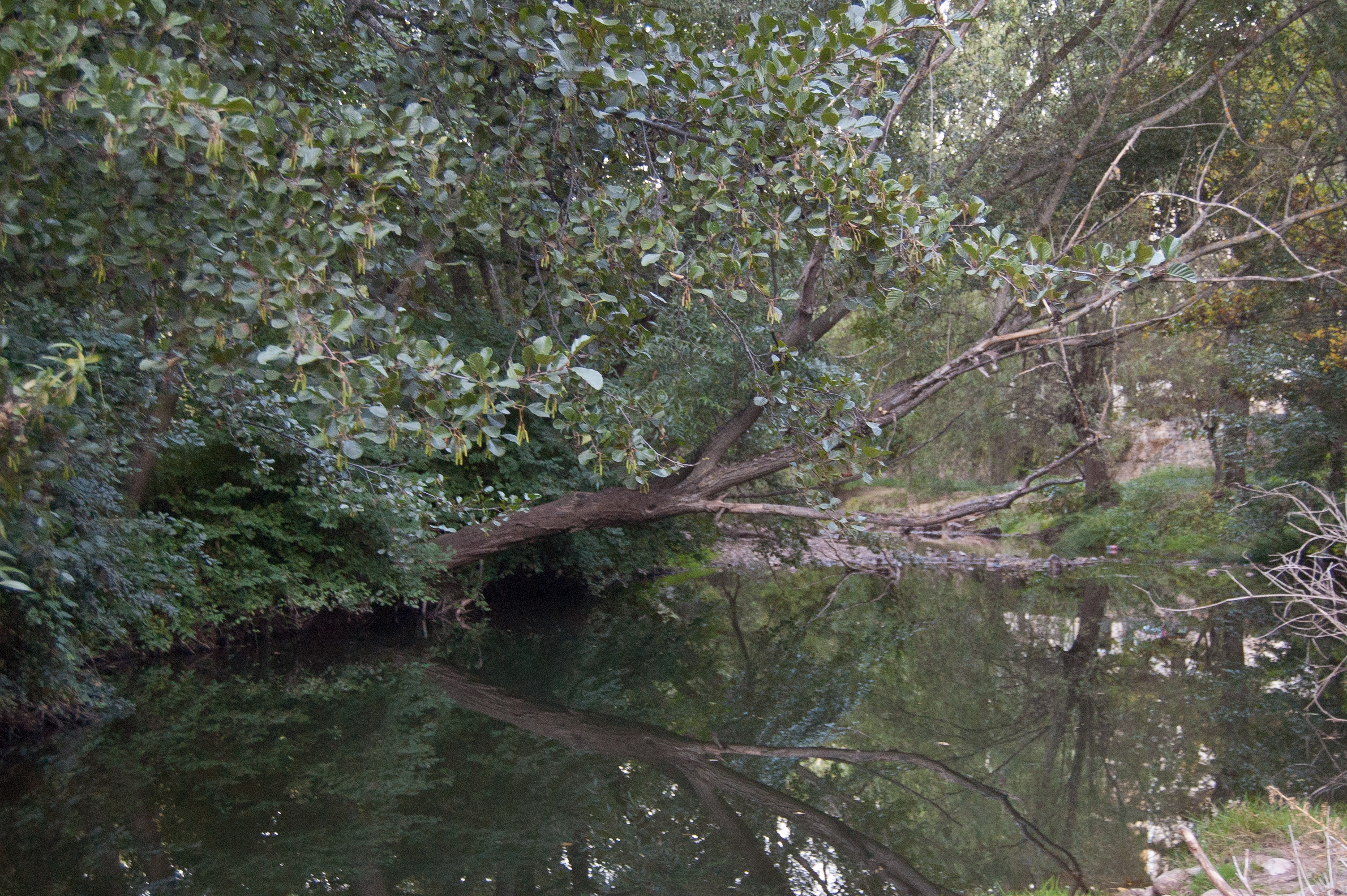 Río Arlanza