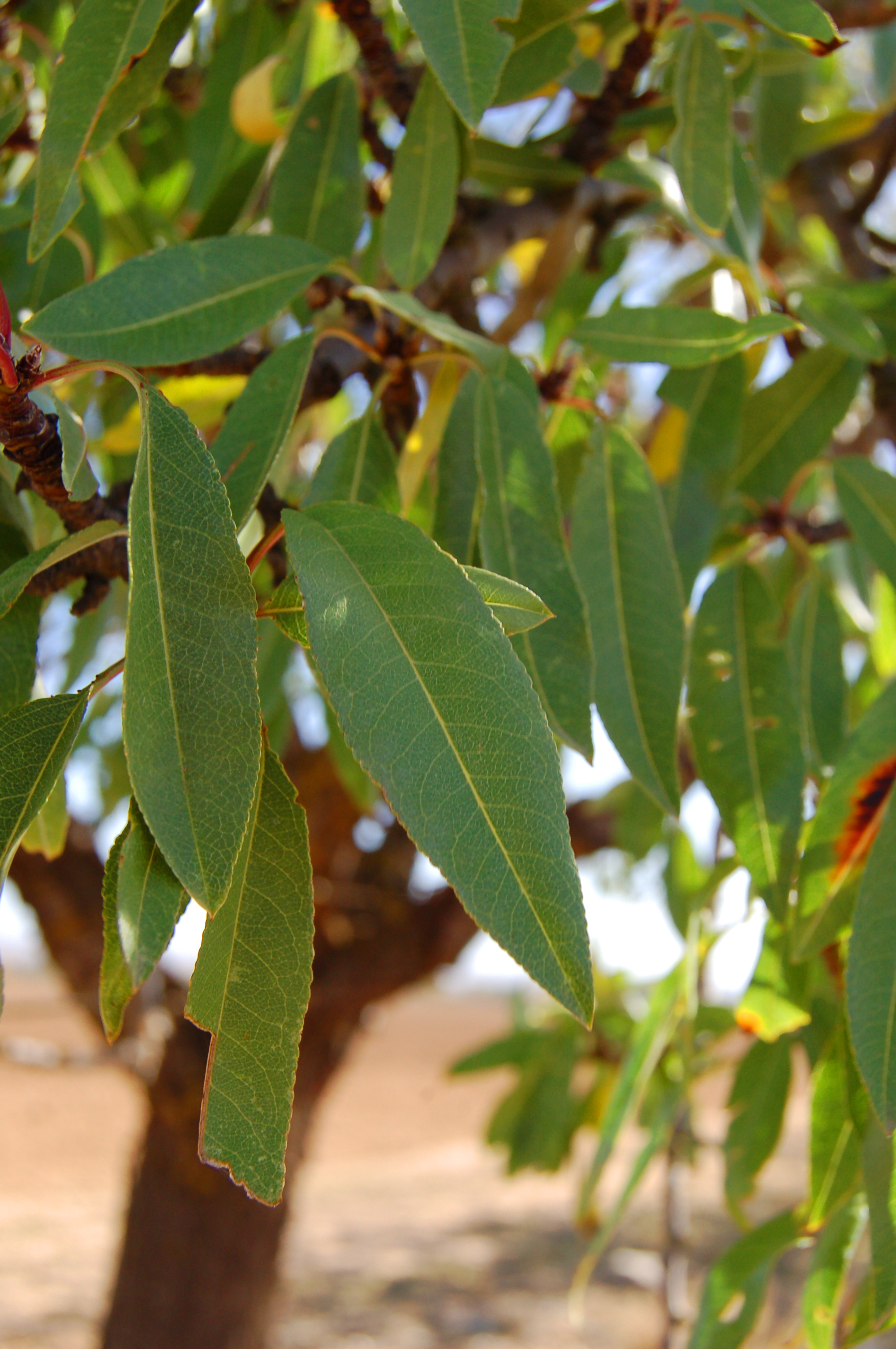 Almendro (Prunus dulcis)