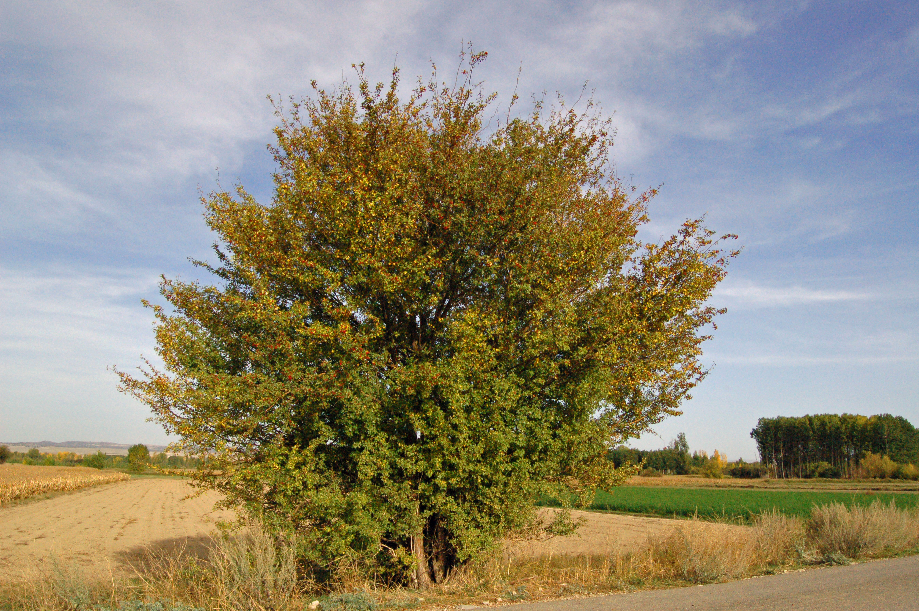 Majuelo (Crataegus monogyna)