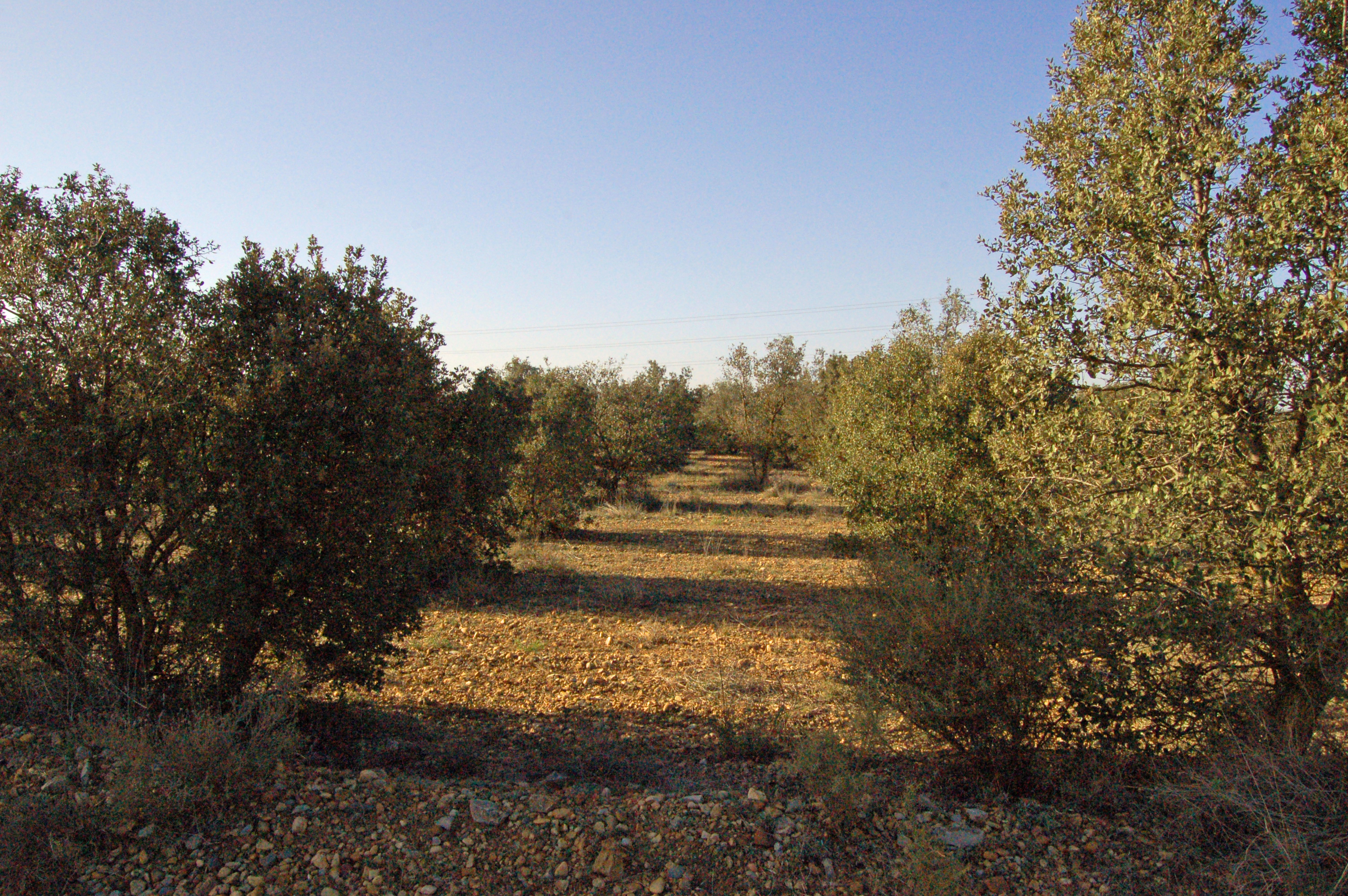 Encinas (reforestación tierras agrarias)
