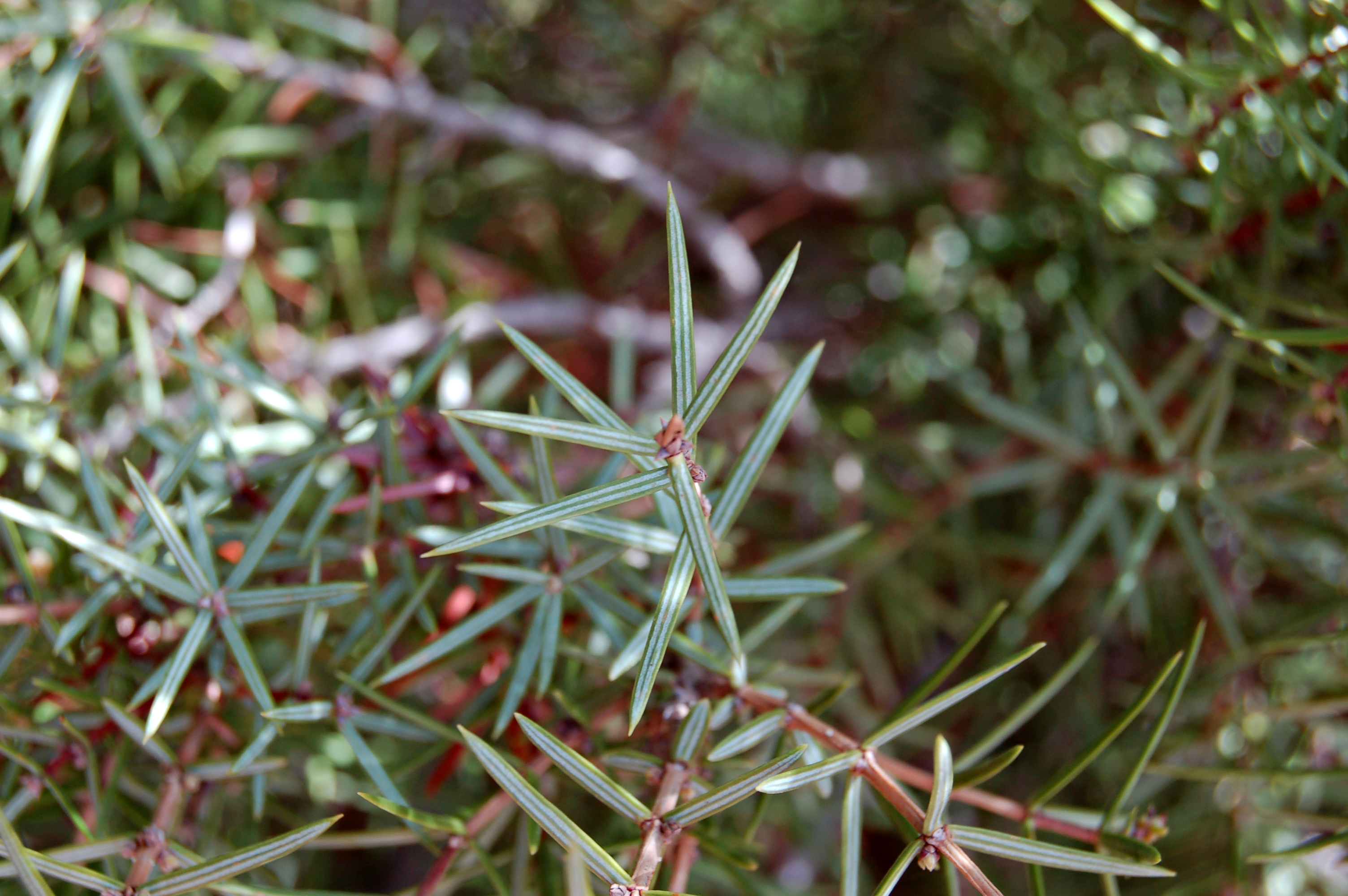 Enebro