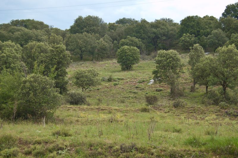 Encinar Royal de Arriba