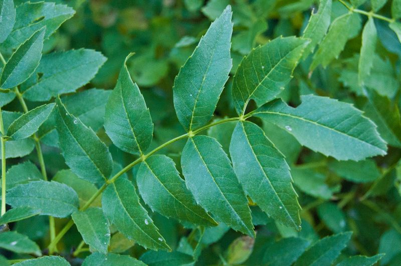 Fresno (Fraxinus angustifolia)