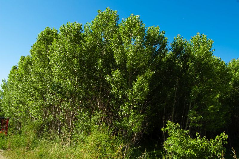 Chopo (Populus nigra)