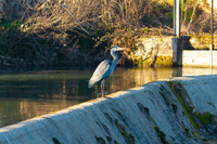 Garza real (Ardea cinérea) en Calamocha