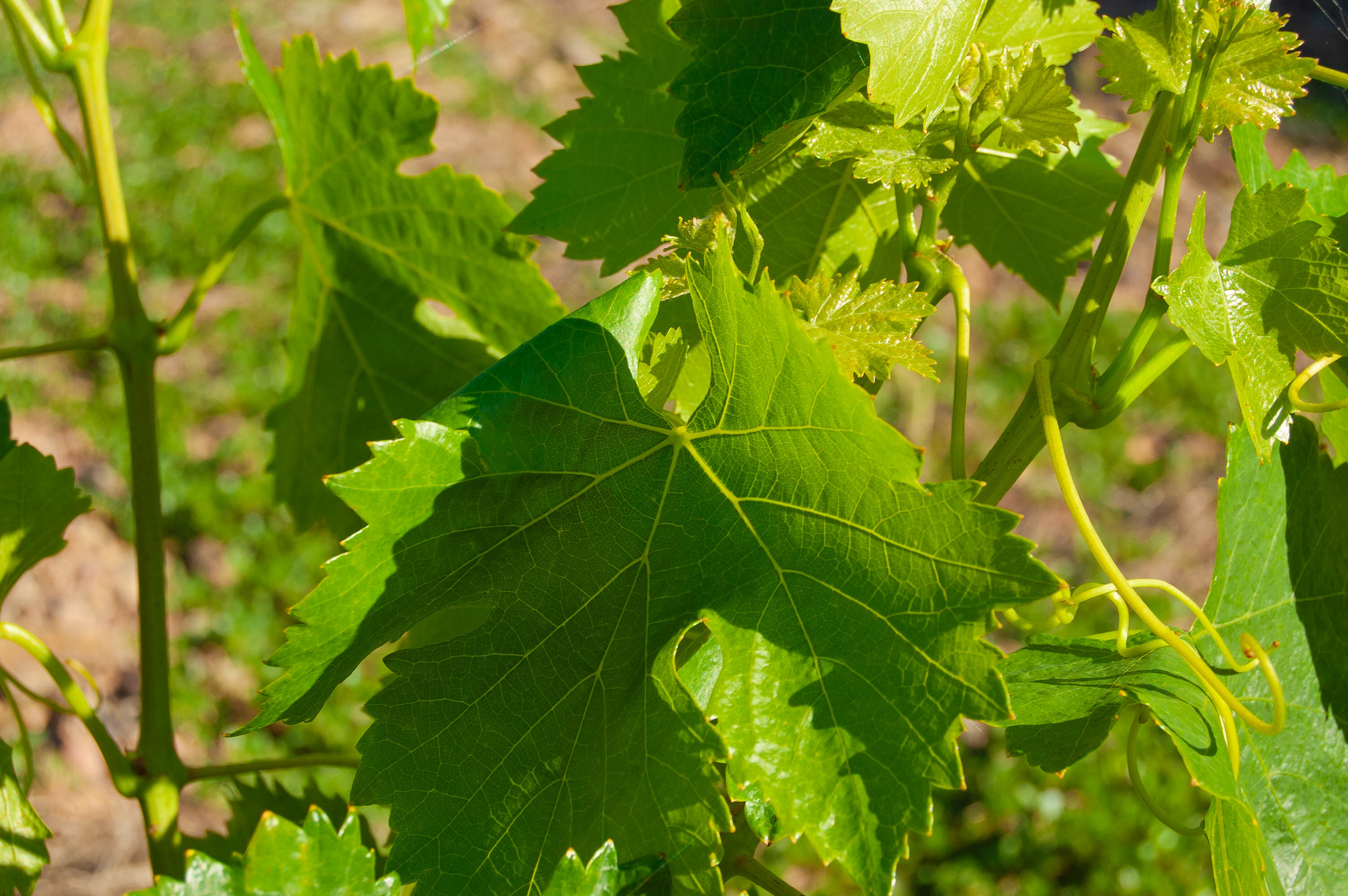 Viñedos