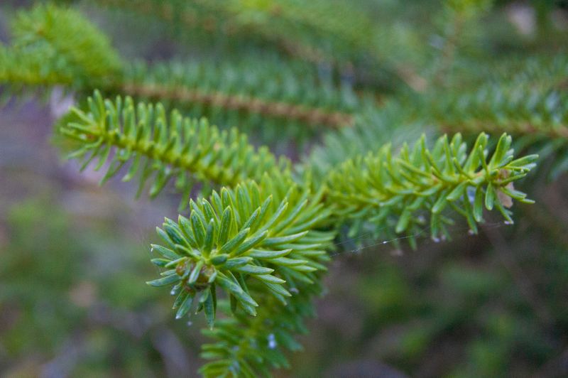 Pinsapar de Orcajo