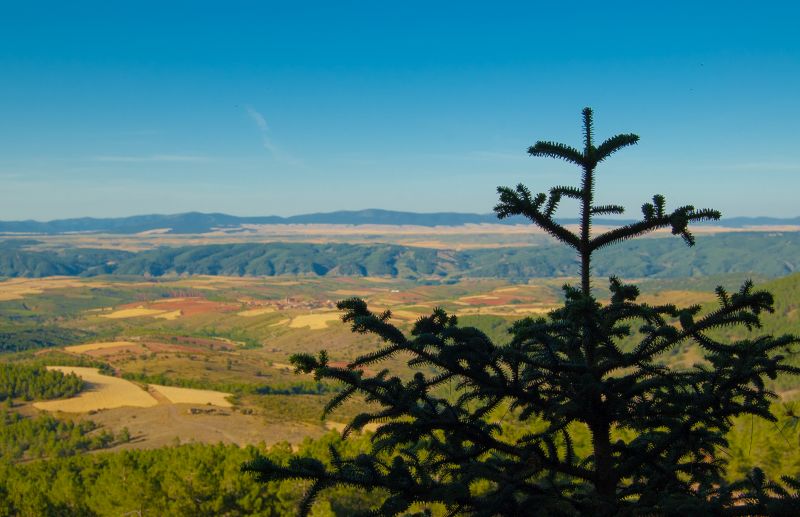 Pinsapar de Orcajo