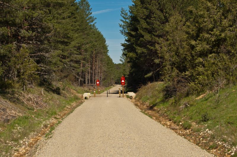 Pino silvestre (Pinus sylvestris)