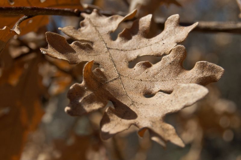 Melojo (Quercus pyrenaica)