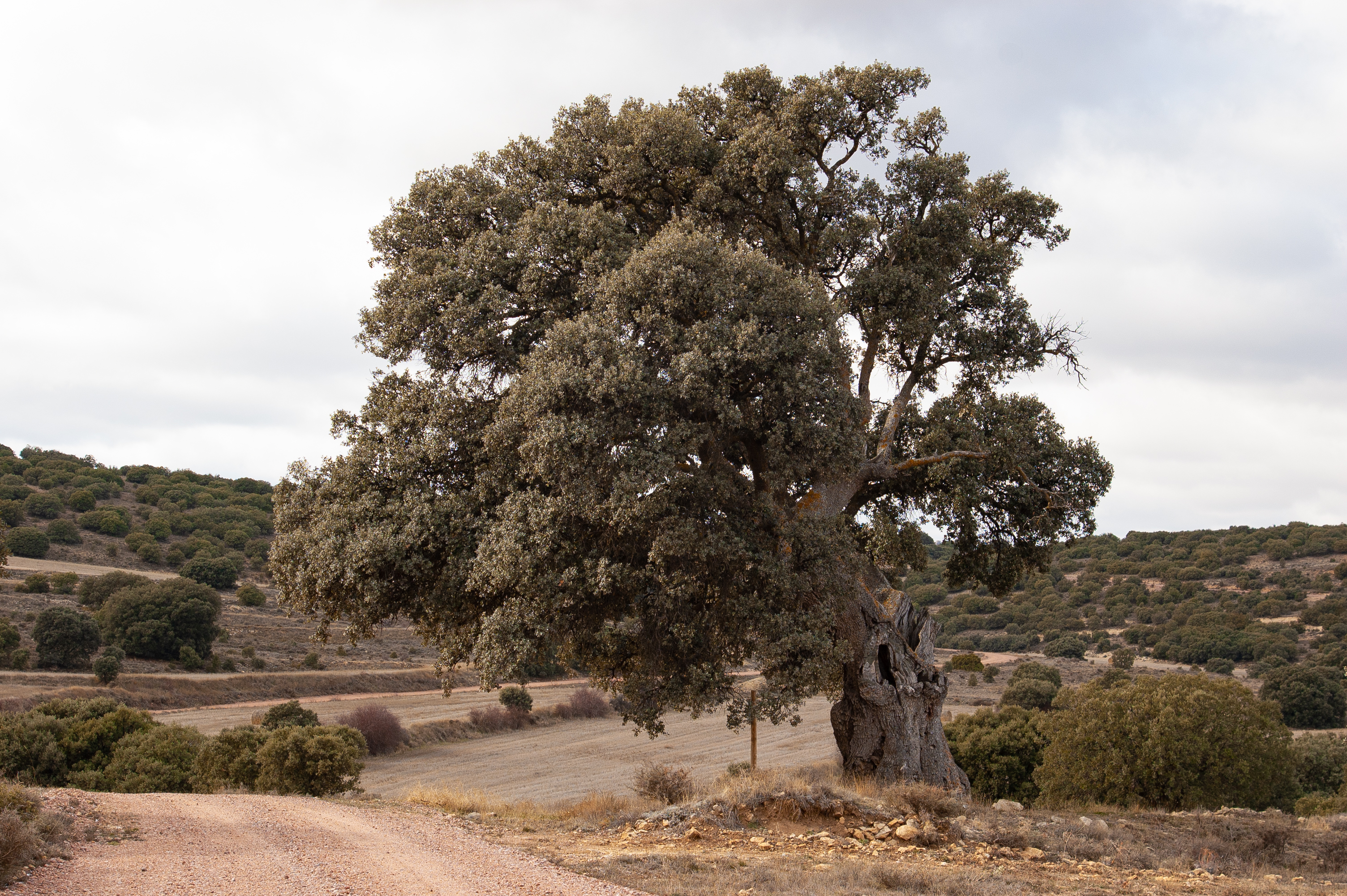 Carrasca de los Tocones