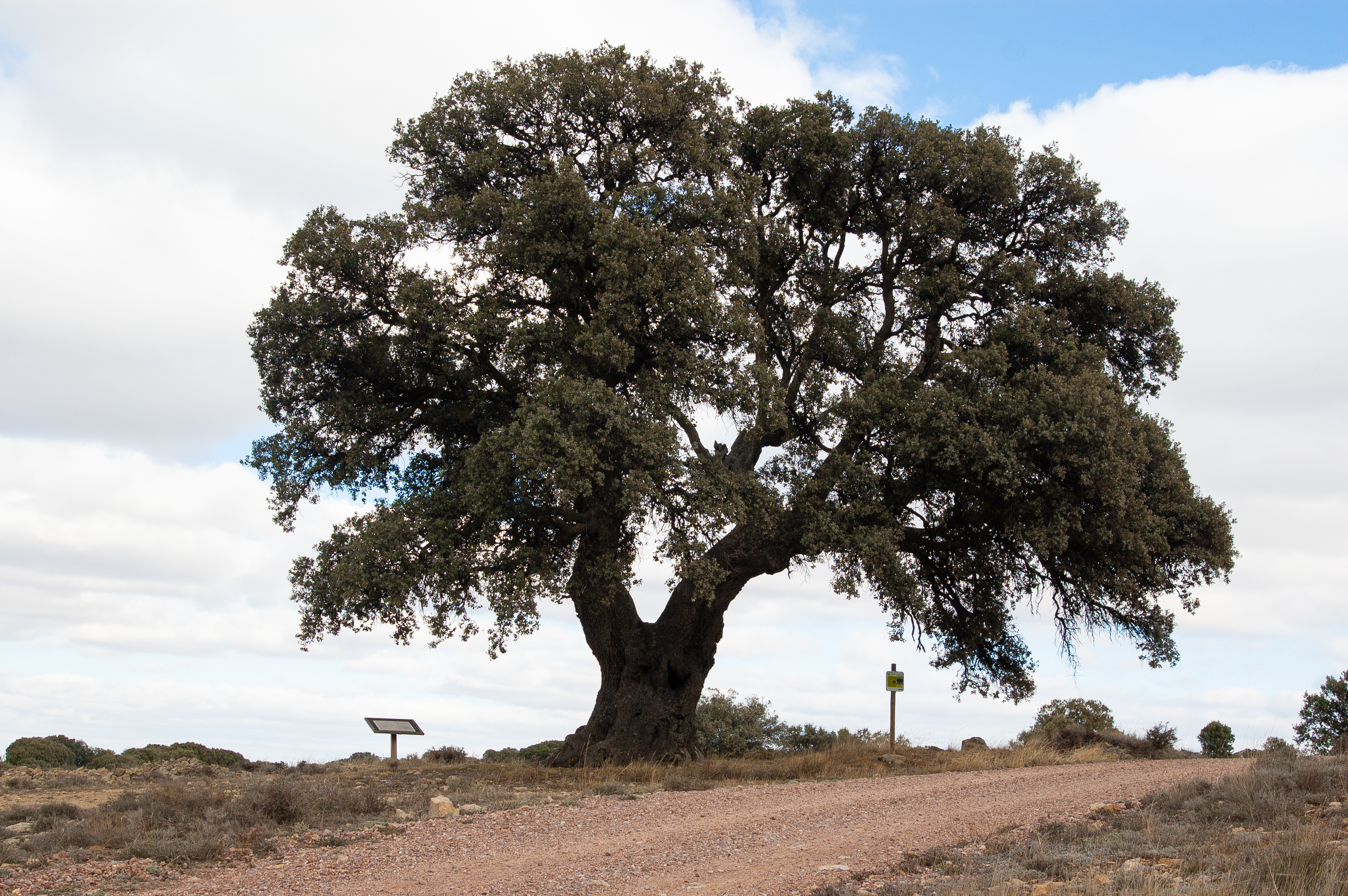 Carrasca de los Tocones